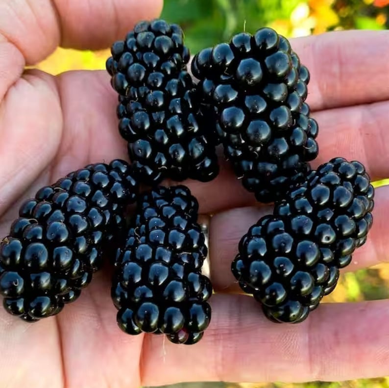 Puede incluir: Cinco moras maduras, cada una con una forma ligeramente diferente, se sostienen en una mano. Las bayas son oscuras y brillantes, con una superficie ligeramente texturizada.
