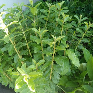 Micro Leaf Guava Starter Plant | Rare Tropical Fruit Tree | Grows Indoors or Outdoors | Live Plant