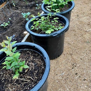 Sharpblue Blueberry Starter Plant - Southern Highbush Blueberry - 4-8&quot; Starter Plant - Vaccinium Corymbosum - Blueberry Bush - Live Plant