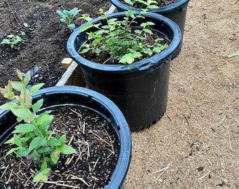 Sharpblue Blueberry Starter Plant: Southern Highbush Variety (4-8" Live Plant)