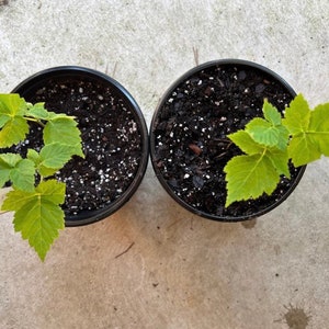 May include: Two small green plants in black pots with dark brown soil. The plants have light green leaves and are growing in a concrete setting.