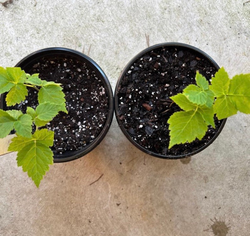 May include: Two small green plants in black pots with dark brown soil. The plants have light green leaves and are growing in a concrete setting.
