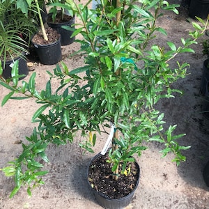 Wonderful Pomegranate Tree Starter Plant - Punica granatum - Pomegranate Tree - Fruit Tree - Edible Pomegranate - Pomegranate Starter Plant