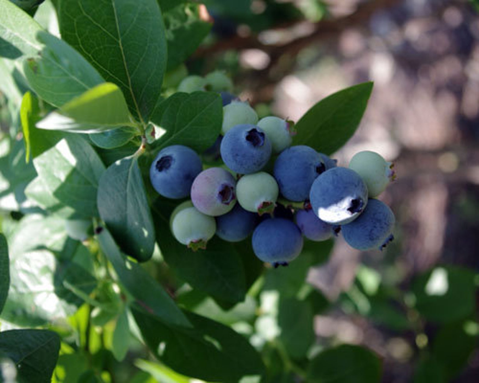 Blueberry Jewel Vaccinium High Bush Live Plant Starter Plant Etsy