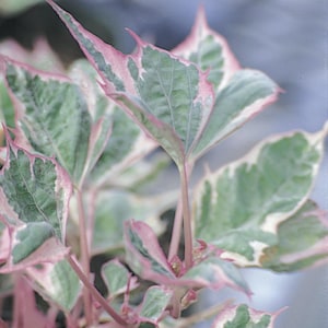 Tri-Color Sweet Potato Vine, 2 Live Starter Plants, Ipomoea Batatas, Variegated Trailing Foliage, 4–8 in