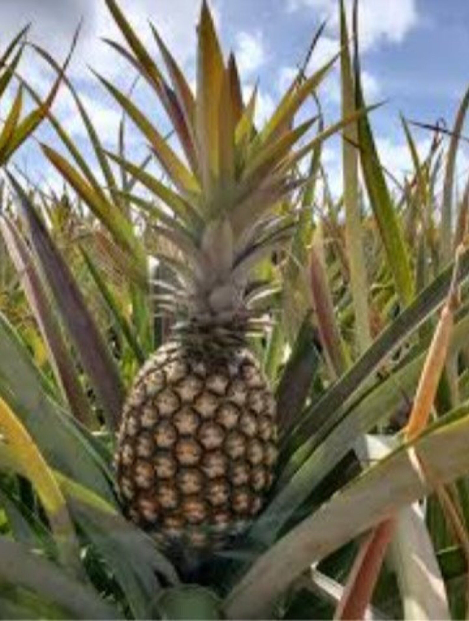 Sugarloaf Pineapple Plant Ananas Comosus Pineapple Plant Etsy Sugarloaf Pineapple Plant Ananas Comosus Pineapple Plant Etsy