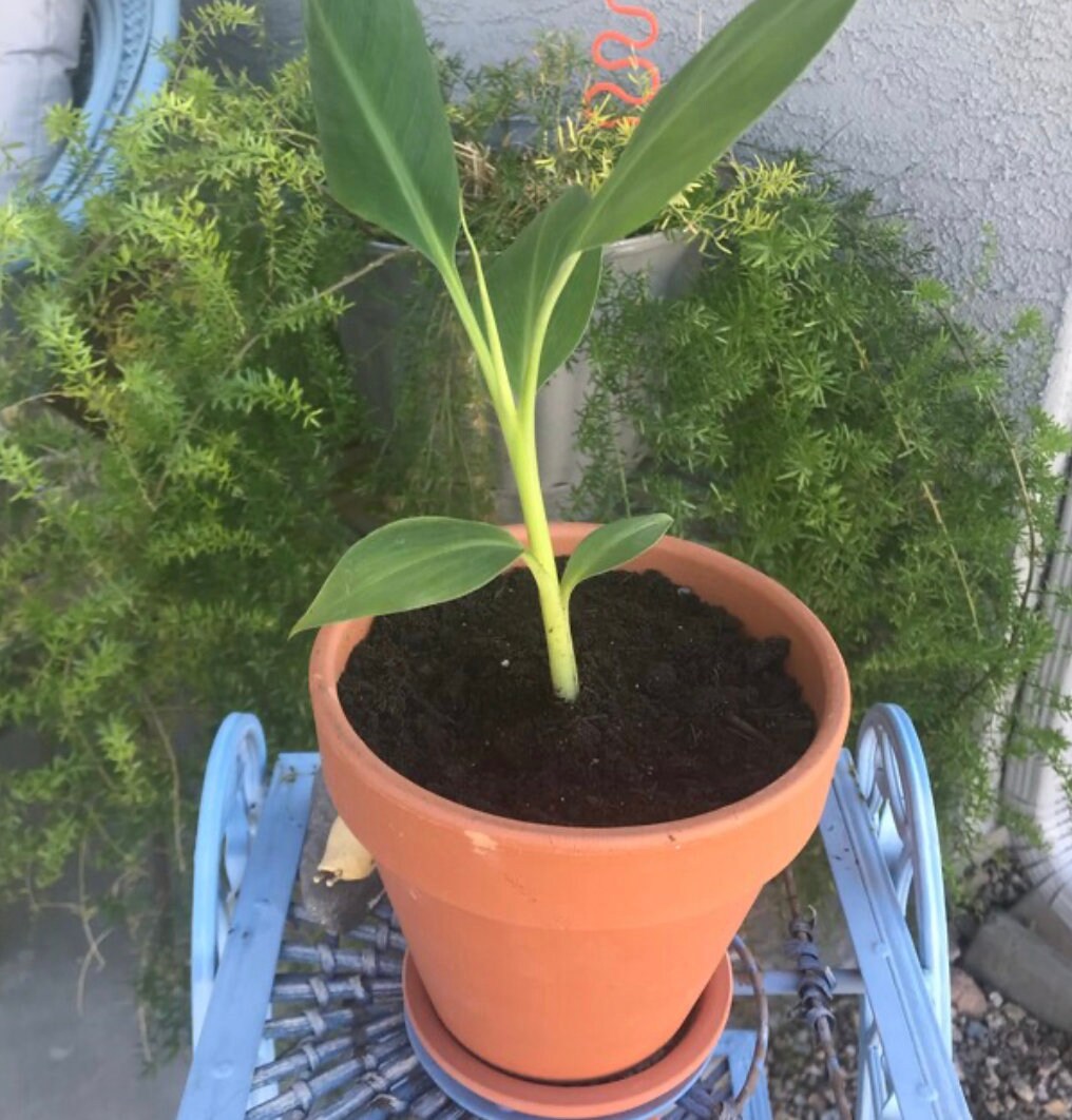 Buy Dwarf Cavendish Banana Starter Plant - Tropical Plant - 4-8