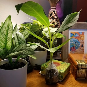 Grand Nain Banana Tree Starter Plant - Grande Naine - Fruit Tree - 4-6 Inch Tall - Starter Plant - Dwarf Banana Plant - Dwarf Banana Tree