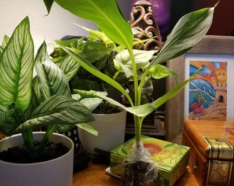Grand Nain Banana Tree Starter Plant - Grande Naine - Fruit Tree - 4-6 Inch Tall - Starter Plant - Dwarf Banana Plant - Dwarf Banana Tree