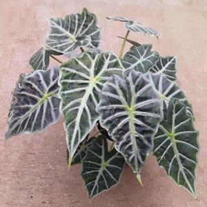 Puede incluir: Una planta Alocasia micholitziana Frydek con múltiples hojas aterciopeladas en forma de corazón de color verde oscuro y venas blancas prominentes. El follaje está dispuesto en un grupo denso, mostrando un contraste marcado entre las láminas de las hojas de color verde intenso y el patrón de venas blancas brillantes.