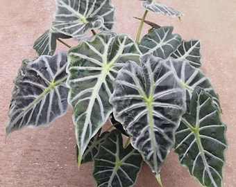 Puede incluir: Una planta Alocasia micholitziana Frydek con múltiples hojas aterciopeladas en forma de corazón de color verde oscuro y venas blancas prominentes. El follaje está dispuesto en un grupo denso, mostrando un contraste marcado entre las láminas de las hojas de color verde intenso y el patrón de venas blancas brillantes.
