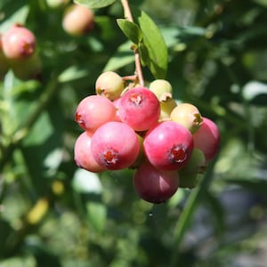 Pink Lemonade Blueberry Starter Plant - Ready to Plant - Blueberry Bush - Fruit Bush - Edible Pink Blueberry - Lemonade Berry Bush