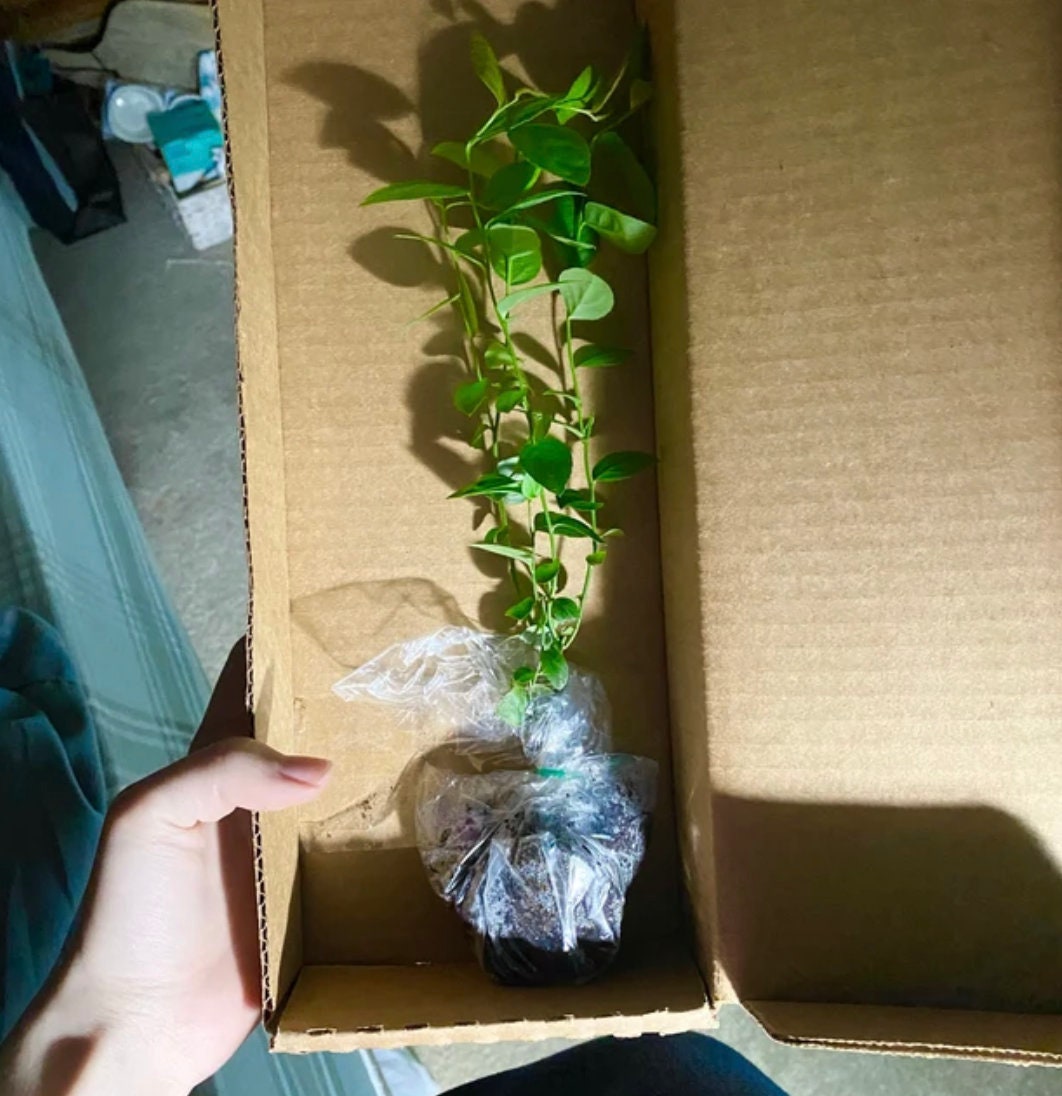 Tophat Dwarf Blueberry Plant Top Hat Blueberry Bush Live Etsy