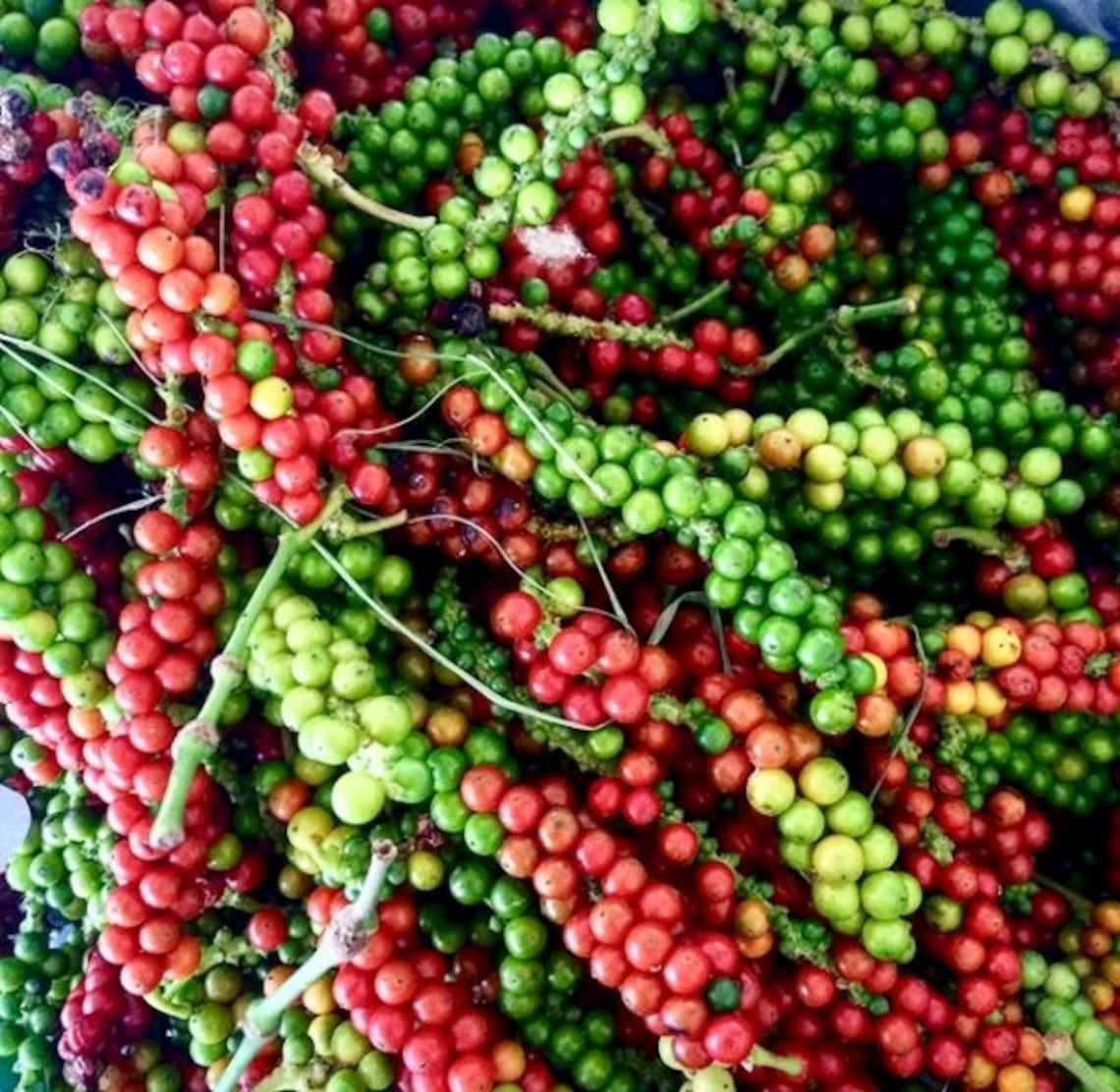 Black Pepper Peppercorn Plant Piper Nigrum Live Plant Etsy