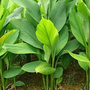 May include: A close-up shot of lush green plants with large, elongated leaves. The leaves vary in shades of green, with some appearing a vibrant, lighter green. The plants are growing in soil, creating a natural, organic scene.