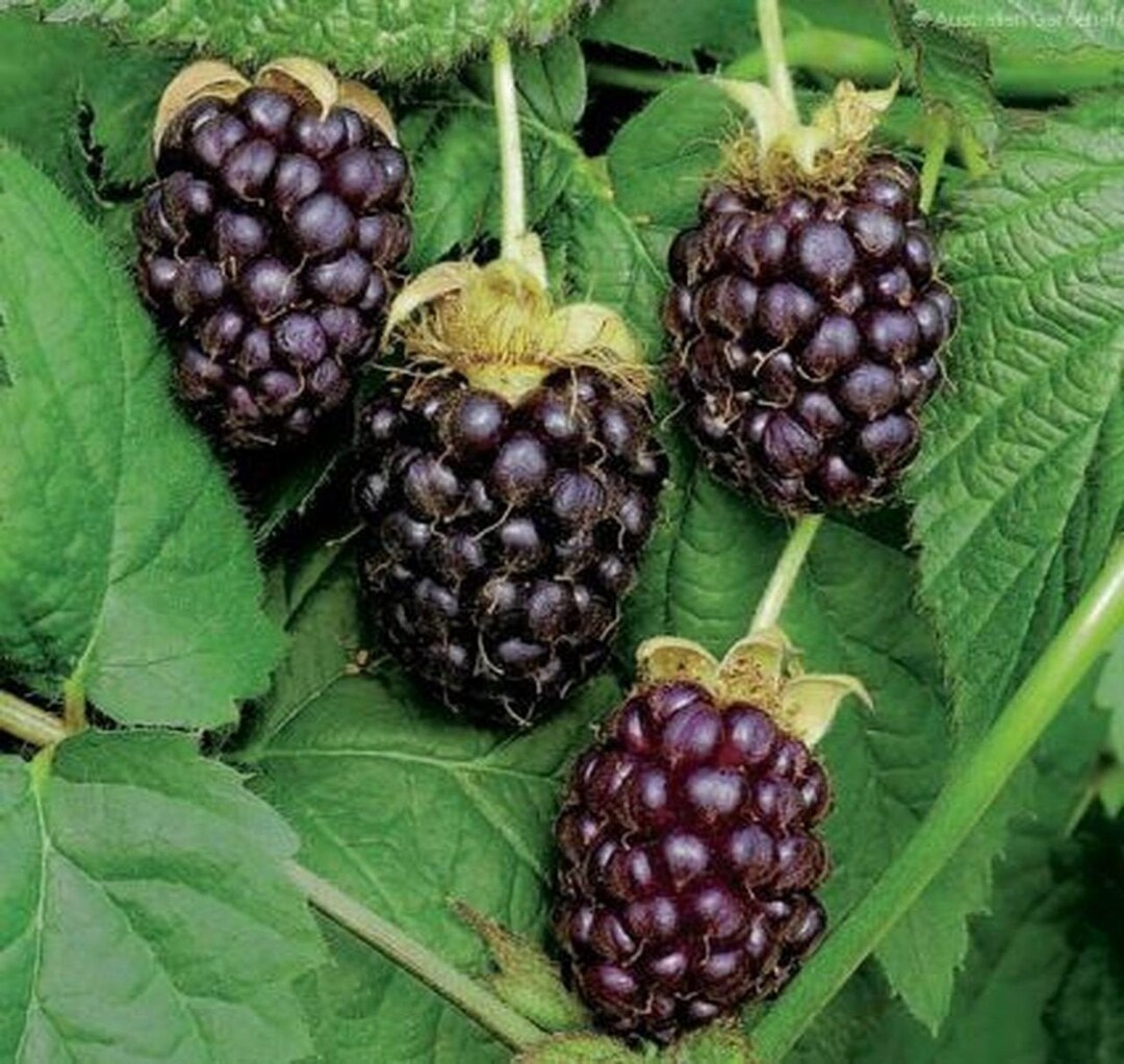 Boysenberry Plant Mix Raspberry Blackberry Loganberry and Dewberry