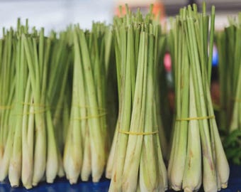 Lemongrass, 4 Live Starter Plants, Cymbopogon Citratus, Culinary Herb, Tropical Grass, 8–12 in