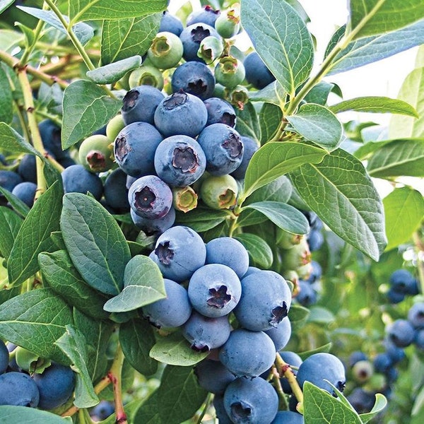 Oneil Blueberry Starter Plant - Oneil Southern Highbush Blue Berry Plant - Blueberries Starter - Fruit Bush - Live Blueberry Bush