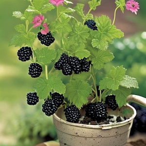 Puede incluir: Una planta de moras en maceta con moras negras maduras y flores rosas. La planta est&aacute; en una maceta blanca con tierra marr&oacute;n.