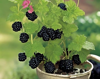 May include: A potted blackberry plant with ripe blackberries and pink flowers. The plant is in a white pot with brown soil.