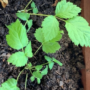 VON Thornless Blackberry Starter Plant - Live Plant 4-6 inch - Edible Blackberry Bush - Blackberry Plant - Thornless Blackberry Plant