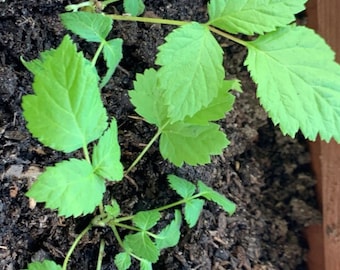 VON Thornless Blackberry Starter Plant - Live Plant 4-6 inch - Edible Blackberry Bush - Blackberry Plant - Thornless Blackberry Plant