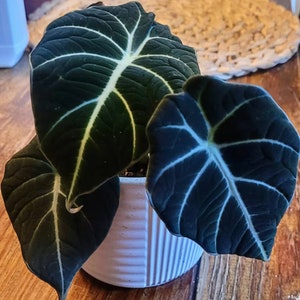 Black Velvet Alocasia Starter Indoor Plant - 4-6 inches baby plant - Alocasia reginula - Little Queen Plant - Indoor Plant