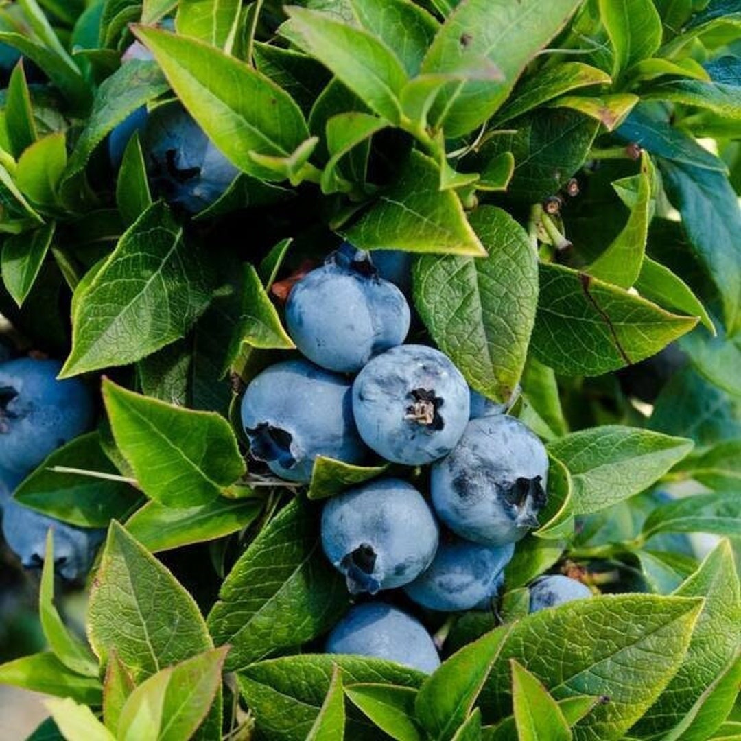 Tophat Dwarf Blueberry Starter Plant Top Hat Blueberry Bush Live Plant