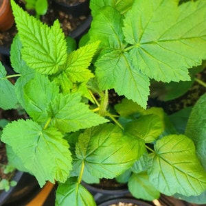 Fall Gold Raspberry Starter Plant - 3-5 inches Baby Plant - Rubus Idaeus - Everbearing Raspberry - Yellow Raspberry - Fallgold Raspberries
