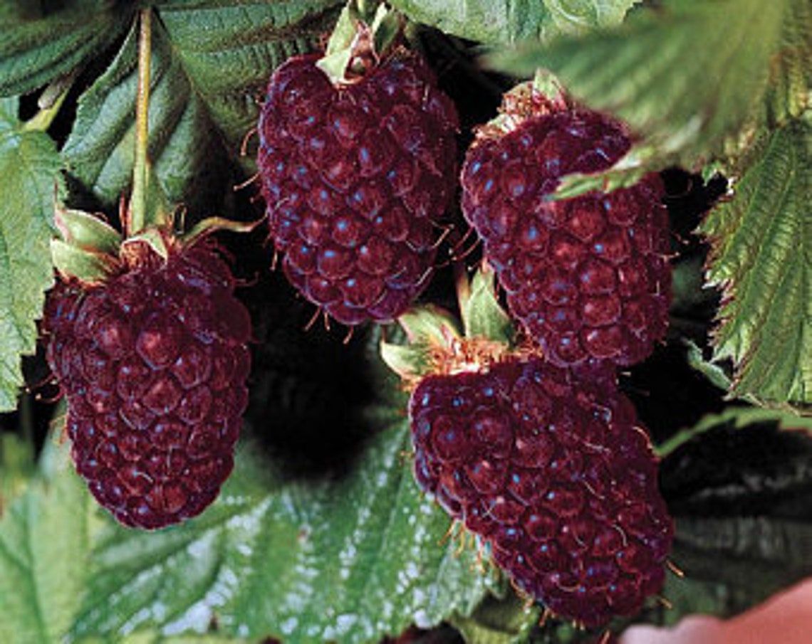 Boysenberry Live Plant Mix Raspberry Blackberry Loganberry Etsy