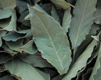 Bay Laurel Plant | Bay Leaf Herb | Live Starter | Aromatic Culinary Tree | Easy to Grow