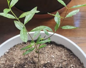 Puede incluir: Una pequeña planta verde con múltiples ramas que crece en una maceta blanca llena de tierra marrón.