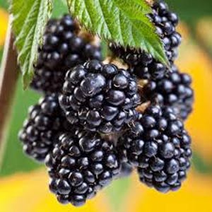Chester Blackberry, 2 Live Starter Plants, Thornless Berry Bush, Large Sweet Berries, Cold Hardy, 4–8 in image 2