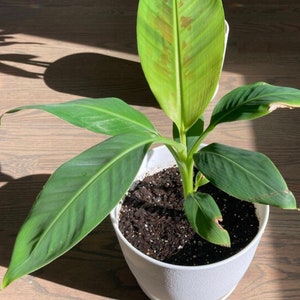 Dwarf Cavendish Banana Starter Plant - Dwarf Banana - Banana Tree - Dwarf Banana Tree - Musa - Banana Plant - Banana Leaf Tree