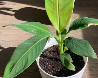 Dwarf Cavendish Banana Starter Plant - Dwarf Banana - Banana Tree - Dwarf Banana Tree - Musa - Banana Plant - Banana Leaf Tree