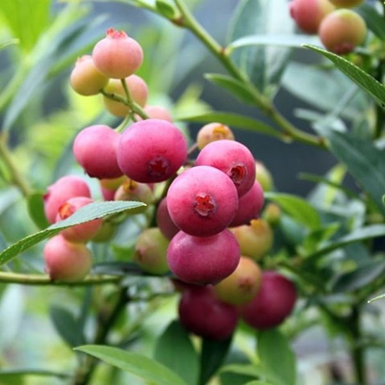 Pink Lemonade Blueberry Plant Starter Plant for Planting Etsy