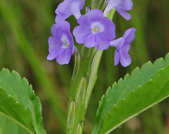 Blue Porterweed, 2 Live Starter Plants, Stachytarpheta Jamaicensis, Tropical Butterfly Plant, 4–8 in