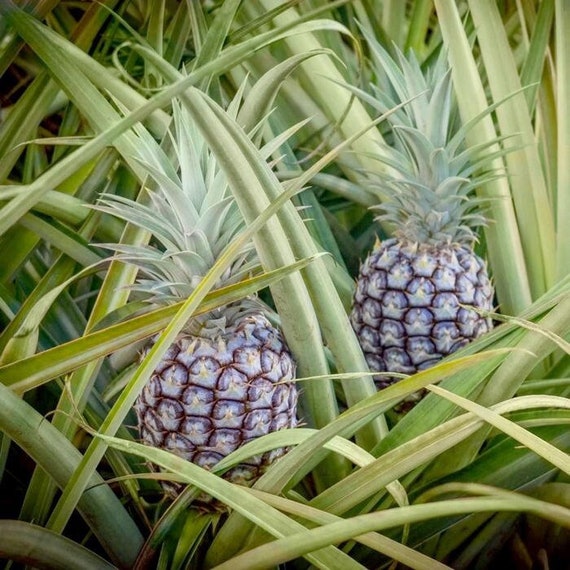 White Jade Pineapple Starter Plant, Sweet Spineless Tropical Fruit, 48 In  - Etsy