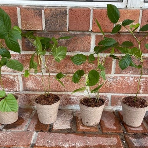 Navaho Blackberry Starter Plant - Thornless Black Berry Bush - Navajo - Rubus Fruticosus 4-6 Inch - Blackberry Plant - Edible Fruit - Navajo