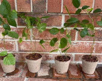 Navaho Blackberry Starter Plant - Thornless Black Berry Bush - Navajo - Rubus Fruticosus 4-6 Inch - Blackberry Plant - Edible Fruit - Navajo