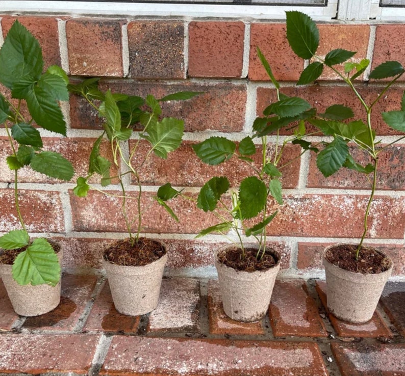 Navaho Blackberry, 2 Live Starter Plants, Thornless Berry Bush, Sweet High-Sugar Berries, 4–8 in image 1