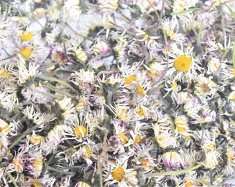 200 pcs de fleurs de marguerite (têtes) séchées naturellement FRESH 2024, idéales pour les baumes, sels de bain, marguerites biologiques, qualité supérieure, Bellis perennis