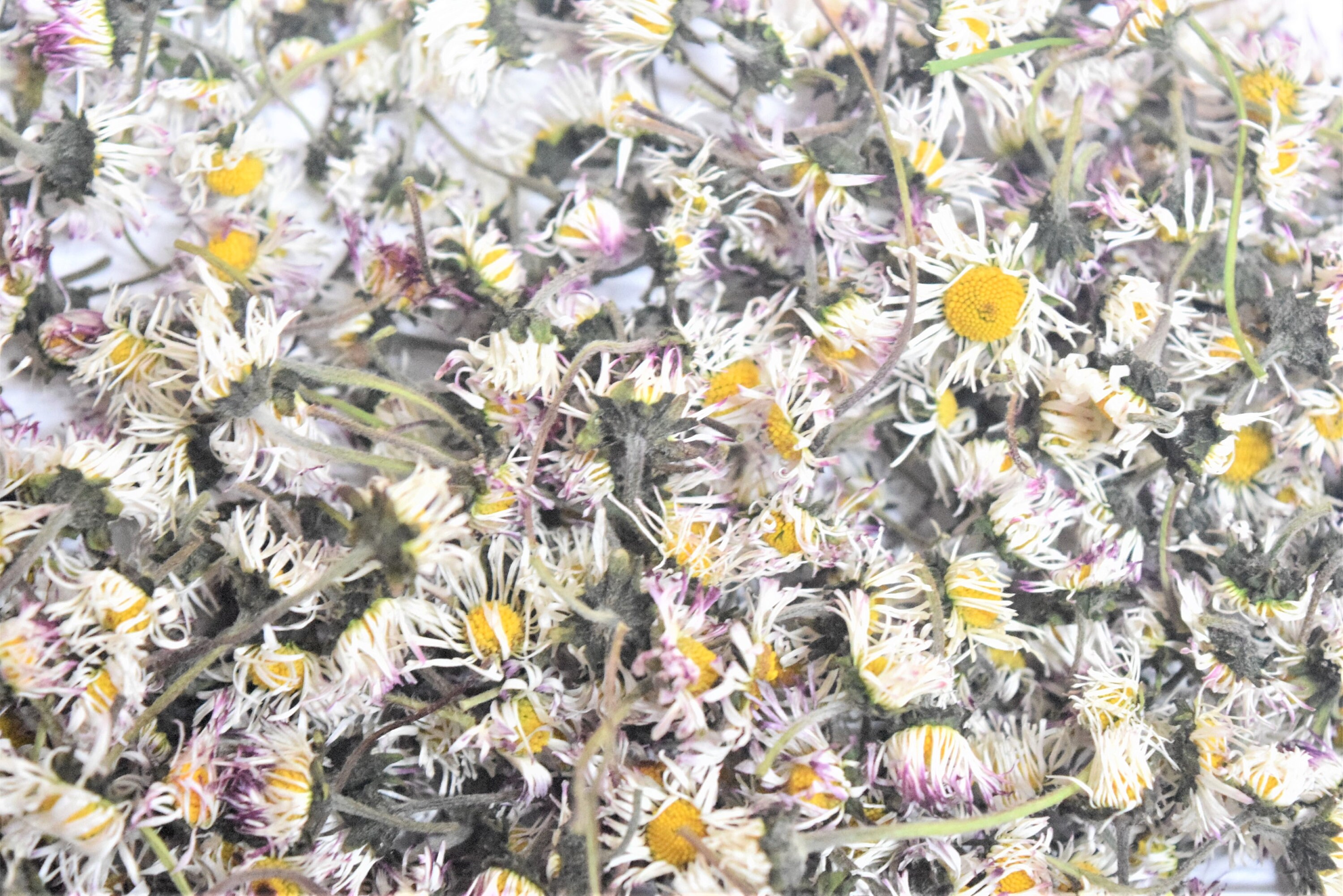 120 Pieces Real Dried Daisy Flowers Natural Dried Daisies DIY Dry