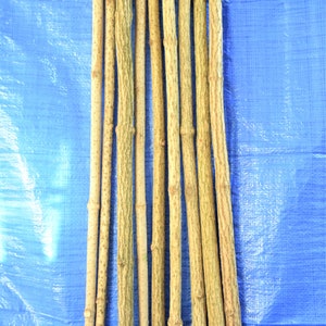 3x elder sticks 96 cm 37 inches long, a bundle of 3 sticks, elderberry wood, craft décor, elder branches, thick elder sticks craft supply image 2