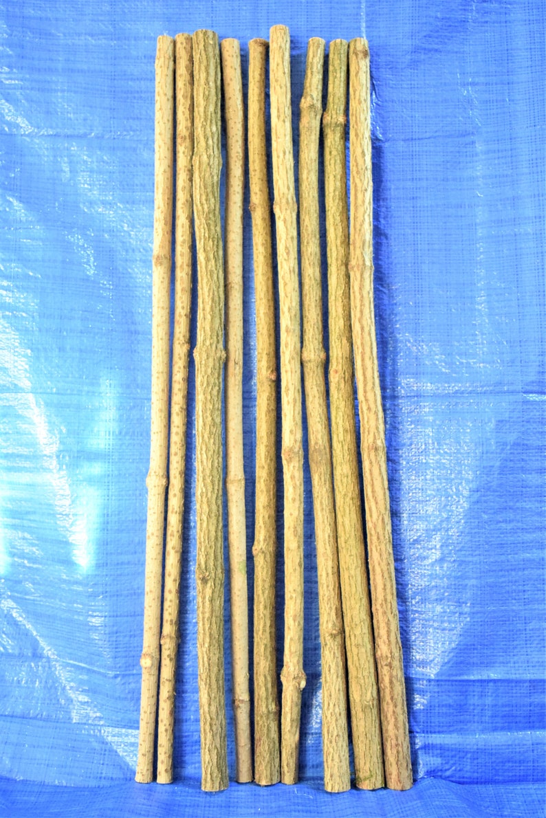 3x elder sticks 96 cm 37 inches long, a bundle of 3 sticks, elderberry wood, craft décor, elder branches, thick elder sticks craft supply image 2