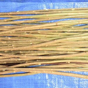10x thick 51 cm (20 inch) willow sticks with bark, a bundle of 10 branches, real wild willow wood, premium quality twigs, macrame sticks