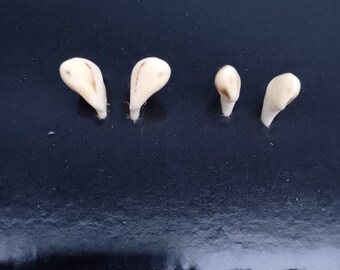 Marfil de ciervo rojo 2x2, colmillos de ciervo rojo europeo, colmillos de ciervo rojo, huesos de ciervo rojo, dientes de ciervo rojo auténticos para joyería