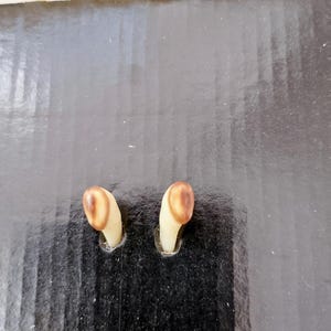2x red deer stag ivory, European red deer tusks, deer grandel,  genuine red deer teeth for jewelry making, very rare extra dark