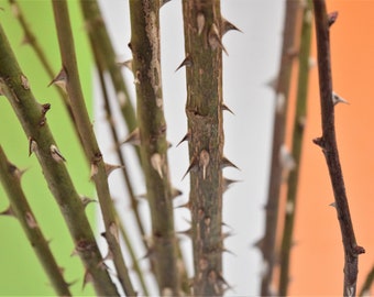 15x wild rose branches 20 inches (50 cm) or 12 inches (33cm) with thorns, a bundle of 15 branches, organic craft decor, twigs with thorns