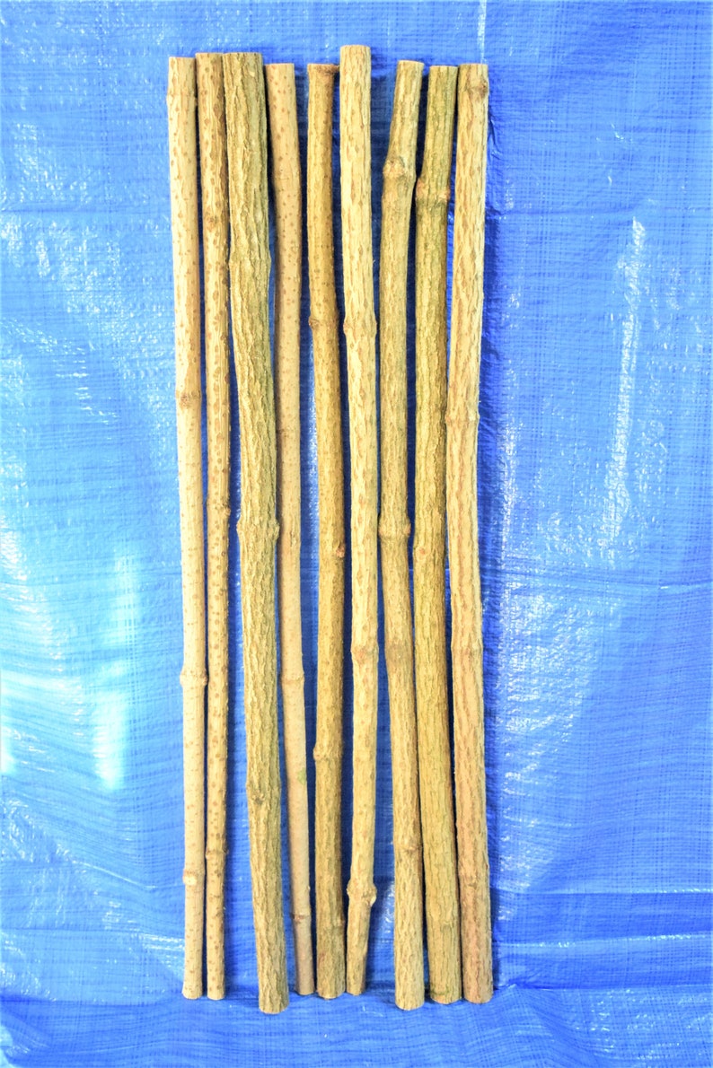 3x elder sticks 96 cm 37 inches long, a bundle of 3 sticks, elderberry wood, craft décor, elder branches, thick elder sticks craft supply image 1